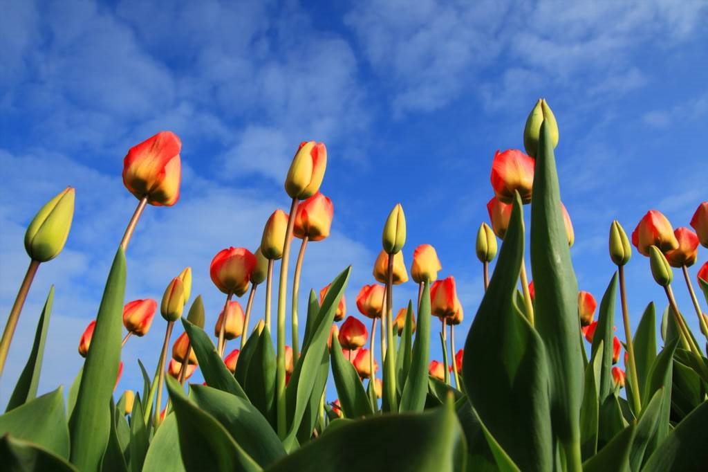 tulipan w wazonie jak