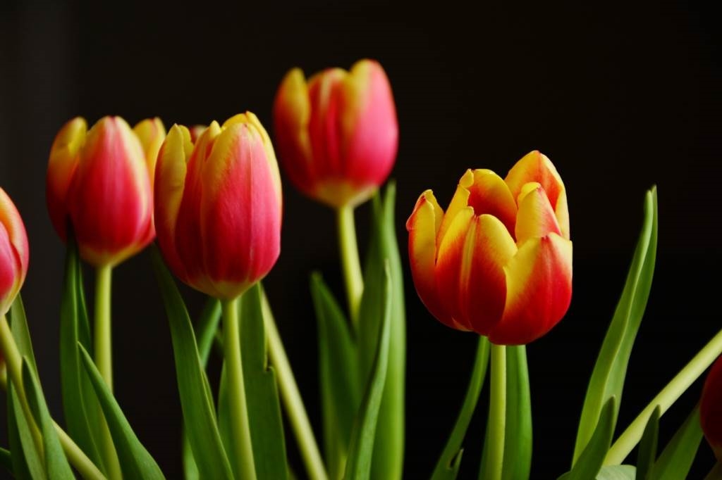 wazon dla tulipana